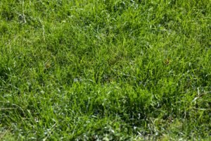 Can I Install My Own Sod? A Simple DIY Lawn Guide for Homeowners